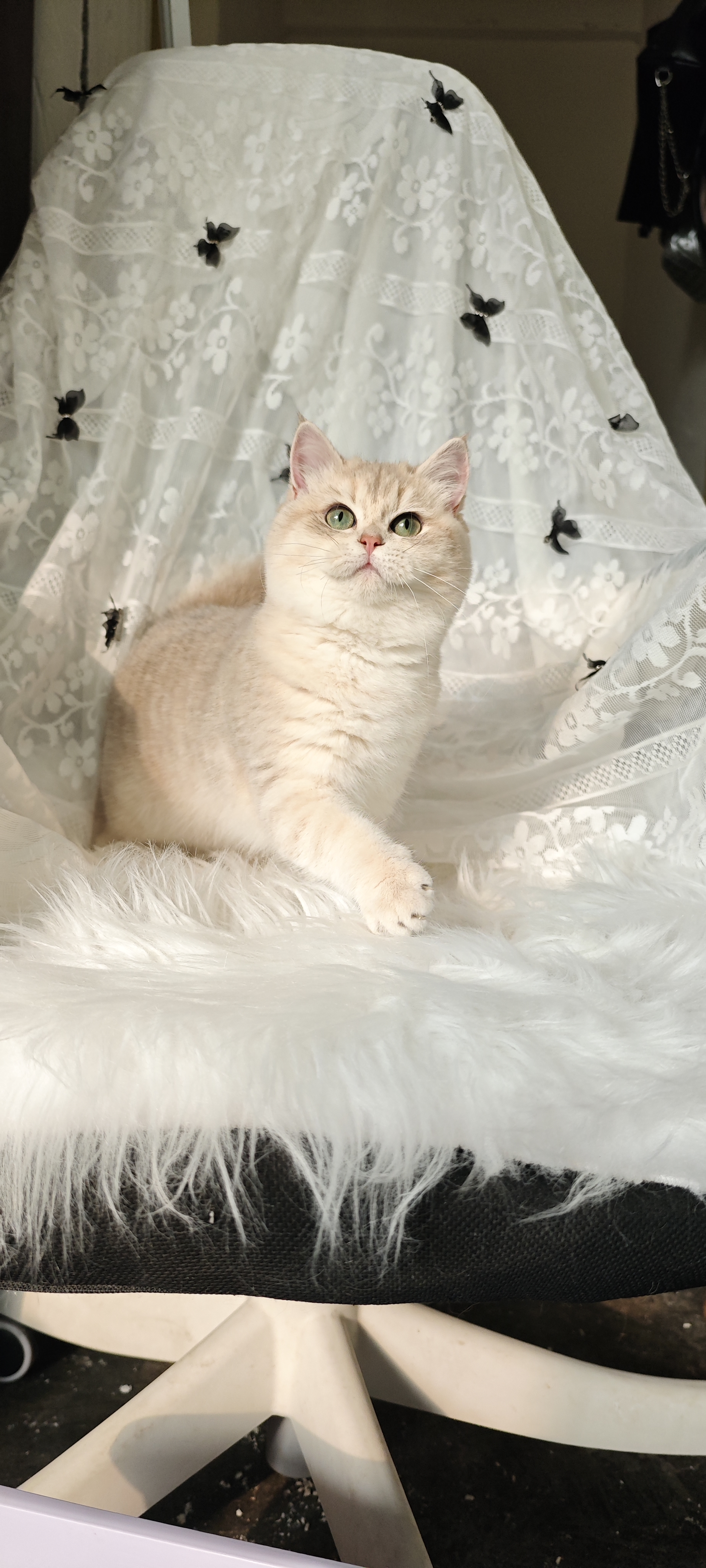 蓝金渐层妹妹 身材好颜色漂亮，脸版非常甜美～五月龄的年纪这么完美的结构～